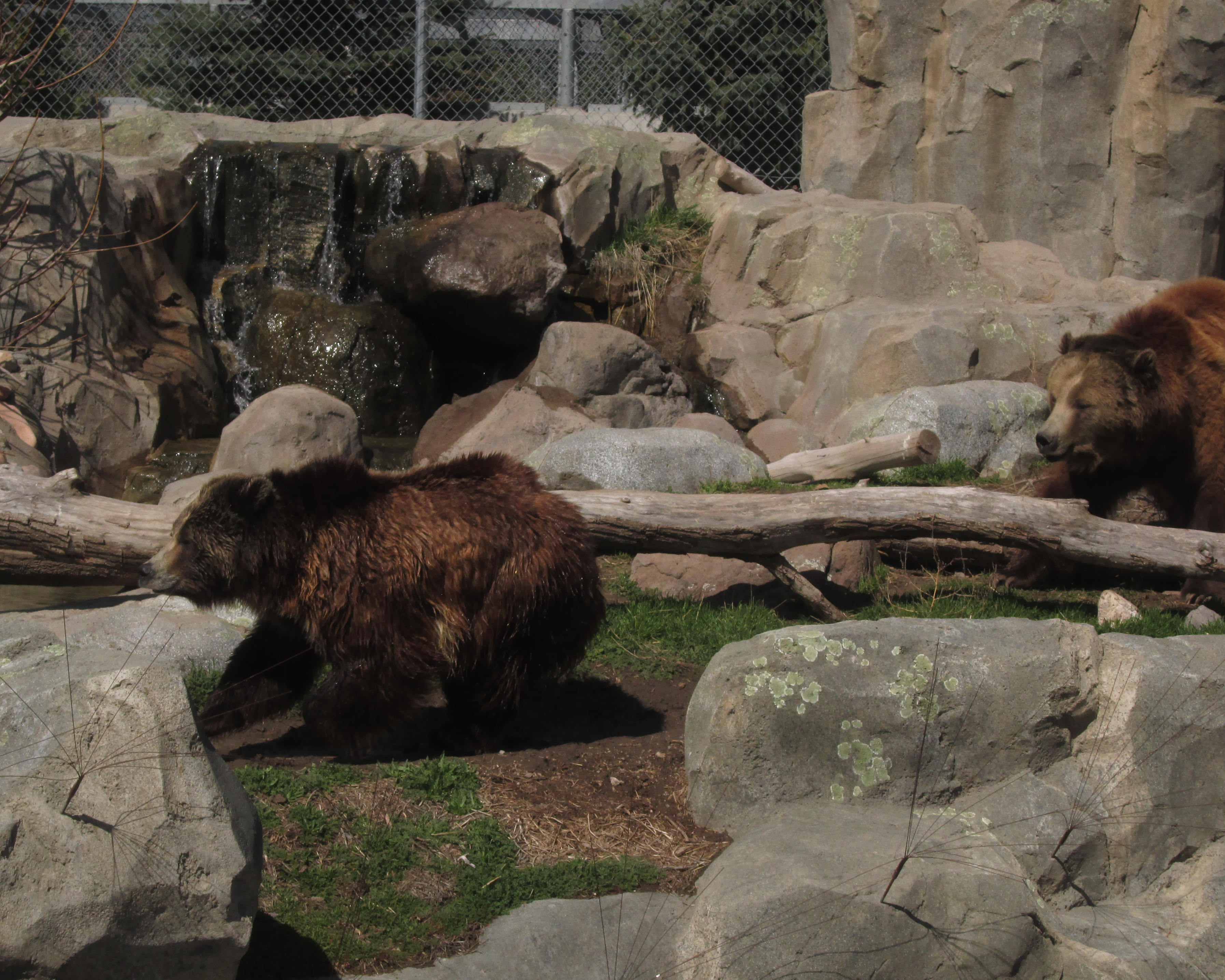 Active Grizzlies